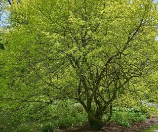 Cornus mas tree in leaf