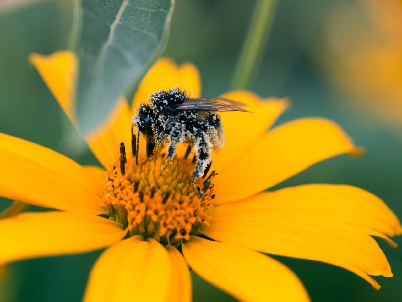 A bee covered in pollen sits in the center of a yellow flower