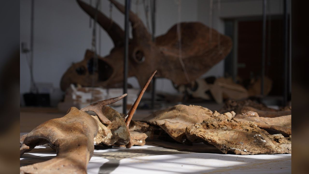 Big John's fossilized remains after their restoration at Zoic in Trieste, Italy.
