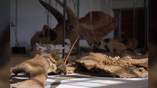 Big John's fossilized remains after their restoration at Zoic in Trieste, Italy.