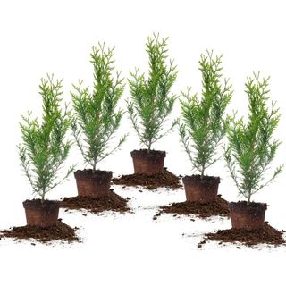 PERFECT PLANTS Thuja Green Giant 1 Gallon 5-Pack 
