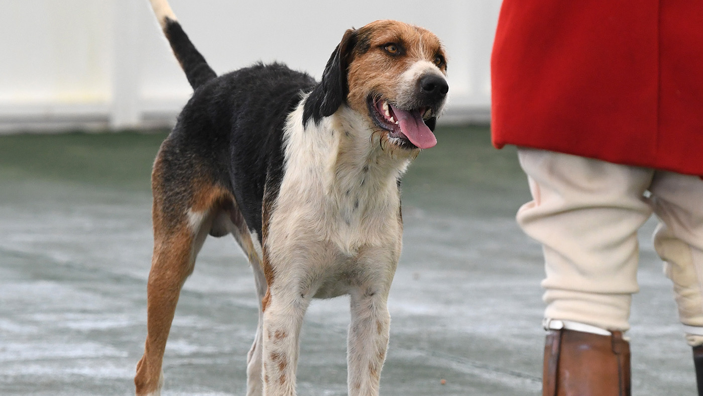 Gt. Yorks Show Foxhounds 14.07.21 Champion dog hound VWH --FOOTPAD