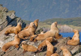 A group of Steller sea lions hanging out on a rock.