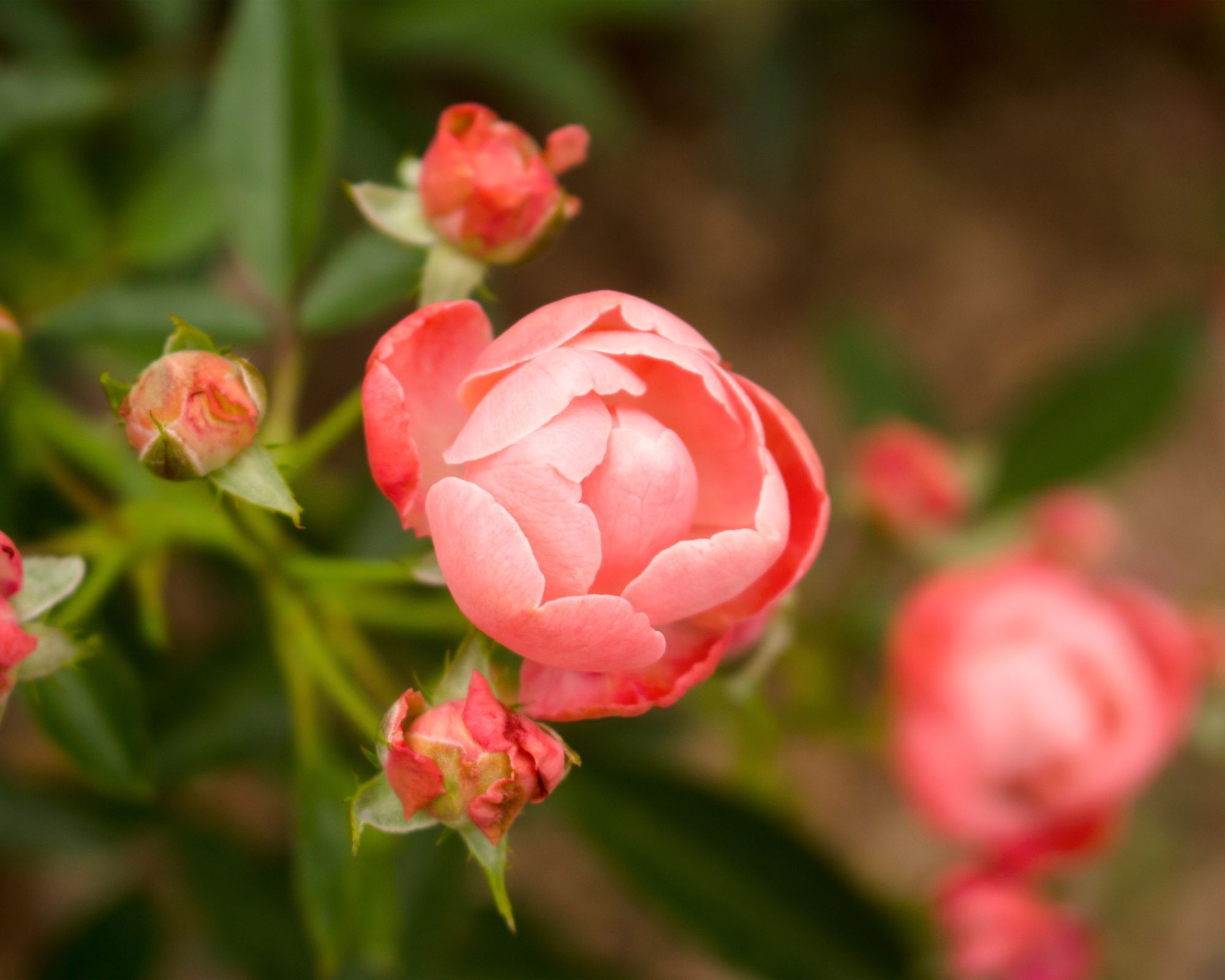 Coral Knock Out Rose