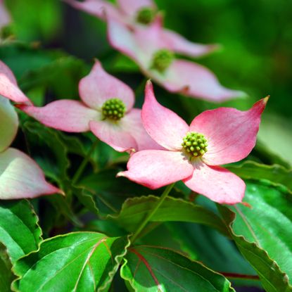 Cornus kousa Japanese dogwood flowering tree, illustrating the concept of using garden accent plants in landscape design