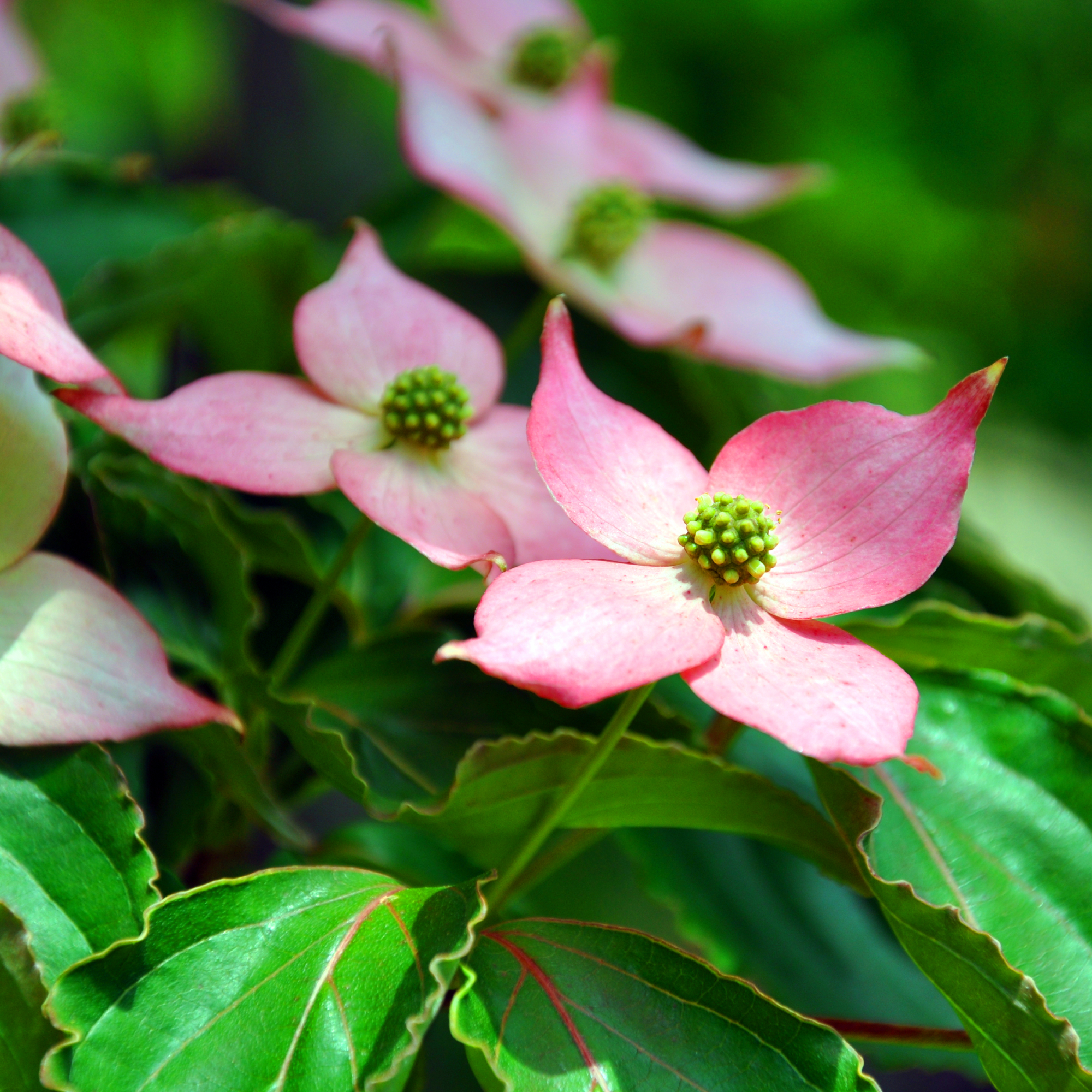 Cornus kousa Japanese dogwood flowering tree, illustrating the concept of using garden accent plants in landscape design