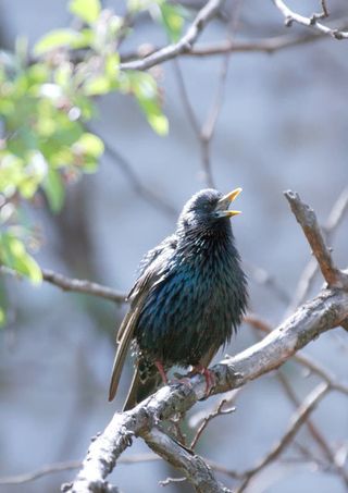 birds, human interaction