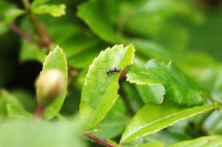 An ant on a leaf