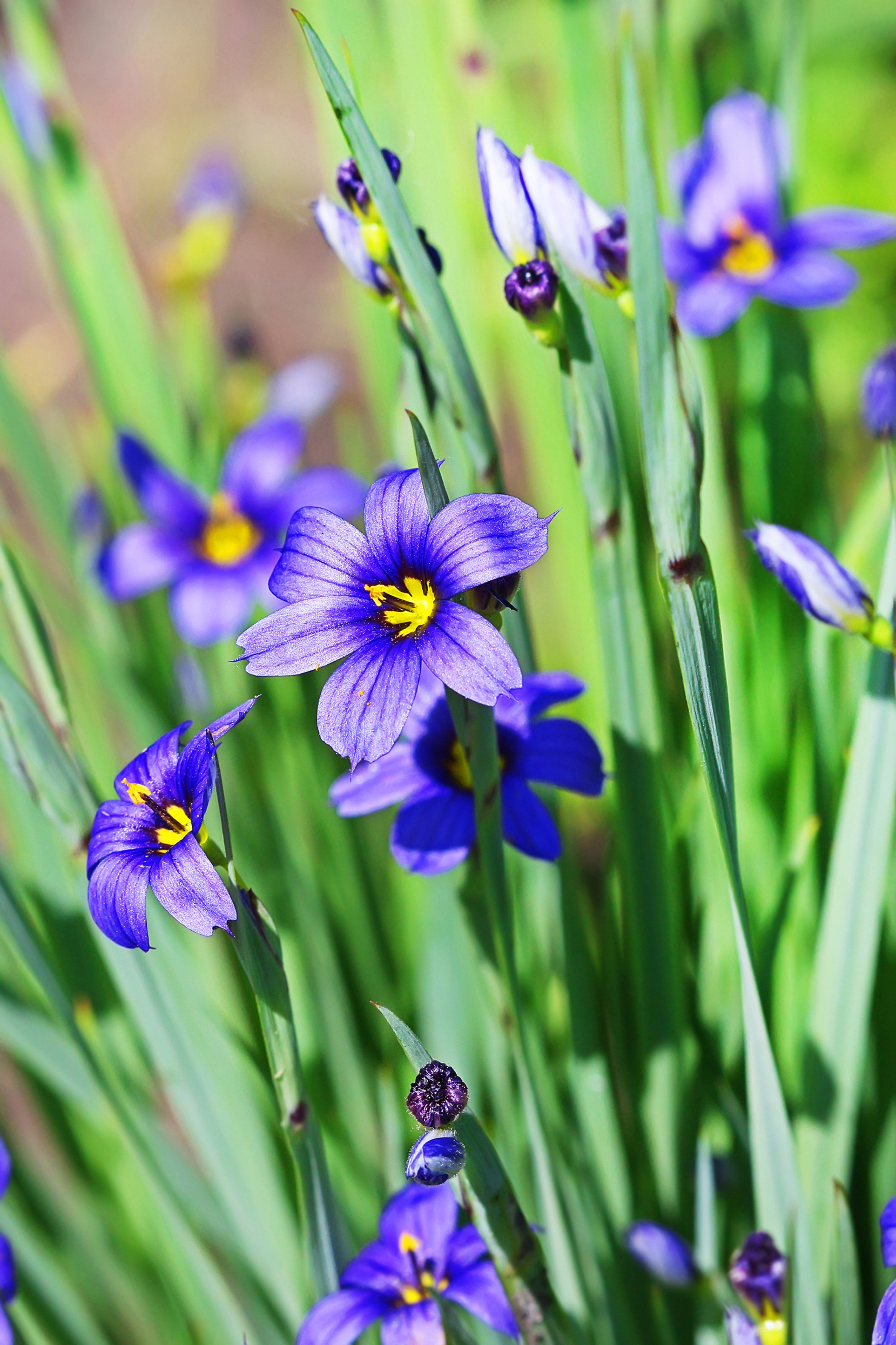 small rock garden ideas: idaho moody blues suttons