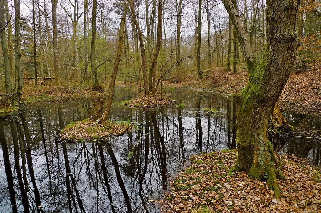 Celtic gold coin finds at the Bärenfels bog