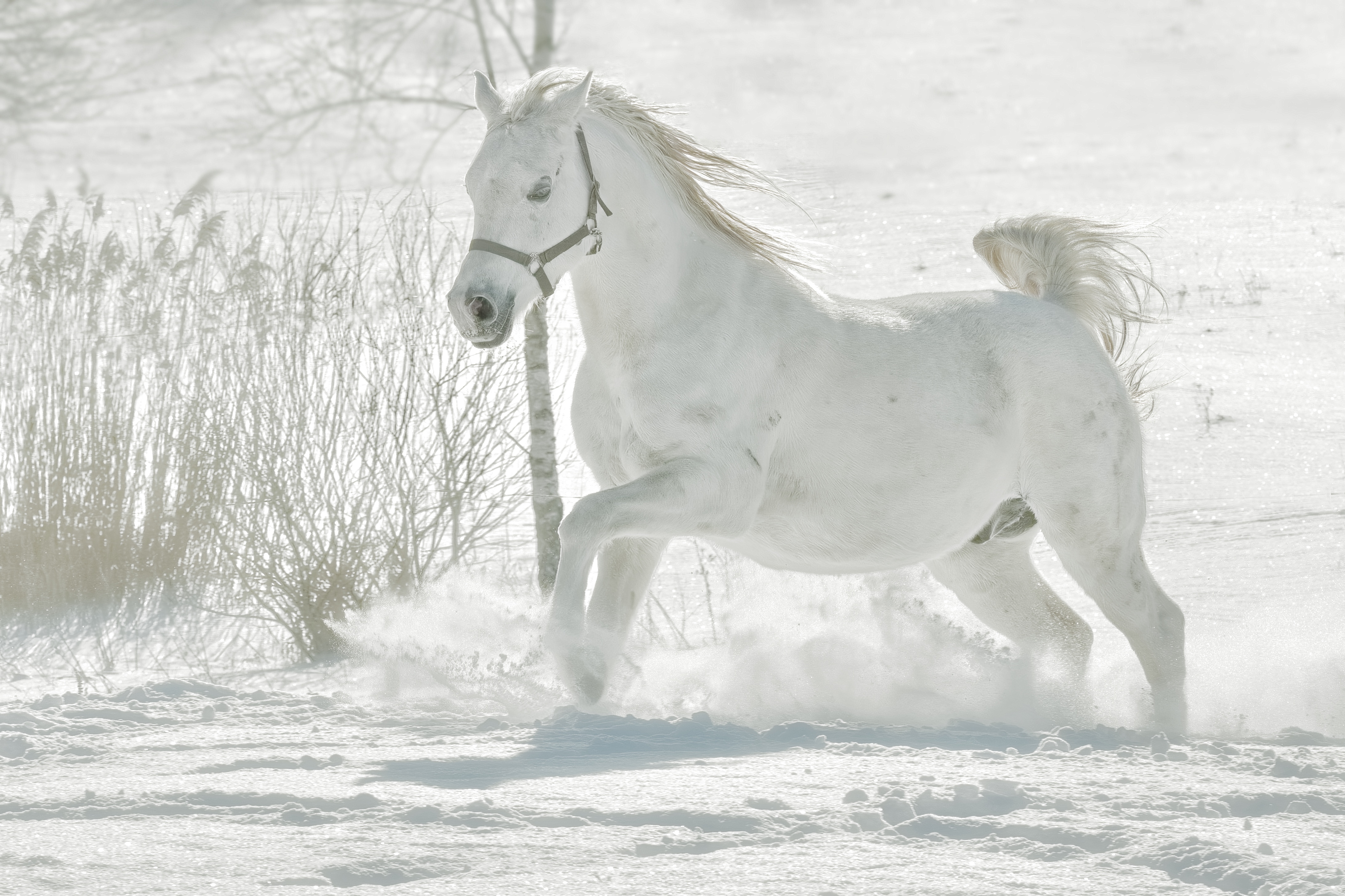 GuruShots - Mostly White October 2025