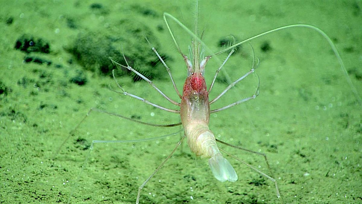  Mud Monsters Galore Mariana Trench Dive Yields Bizarre Deep Sea Life 