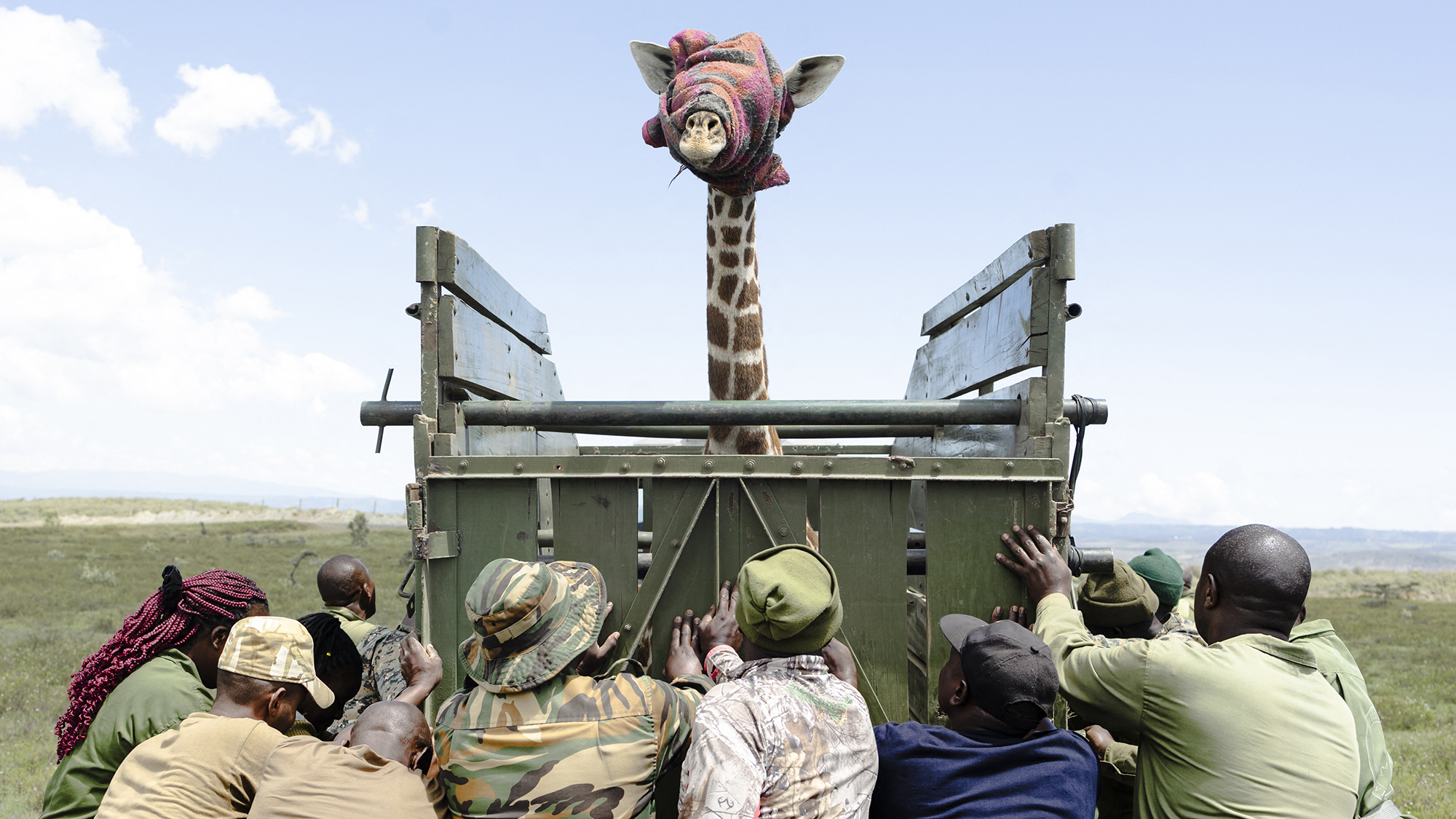 A Masai giraffe is loaded onto a truck by rangers during a wildlife relocation operation in Nakuru County, Kenya