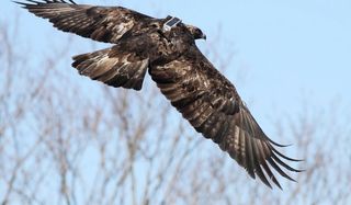 Rare Golden Eagle Tracked Through Migration Live Science