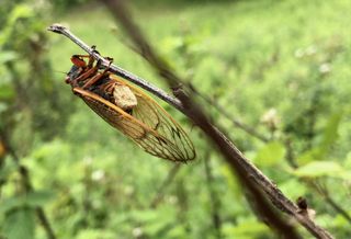 A Brood IX cicada (a 17-year cicada that emerges in Virginia, West Virginia and North Carolina) infected by the fungus Massospora.