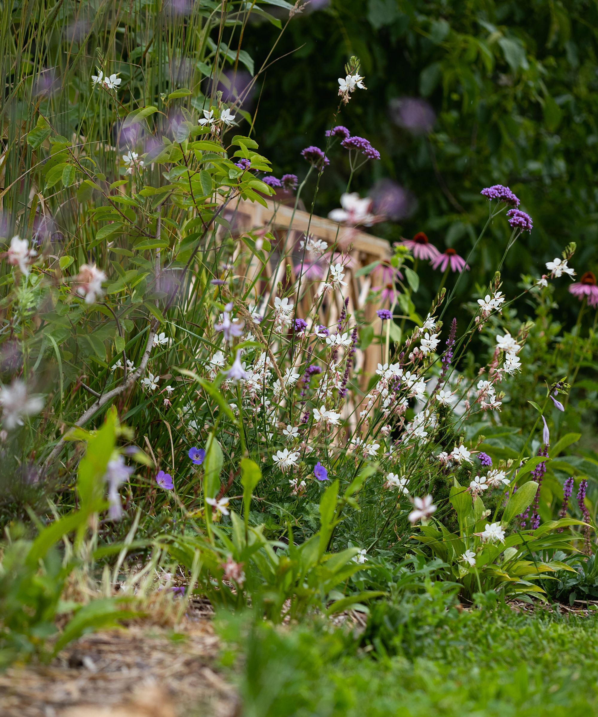 Verbena in a garden border