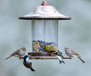 Four birds at a bird feeder