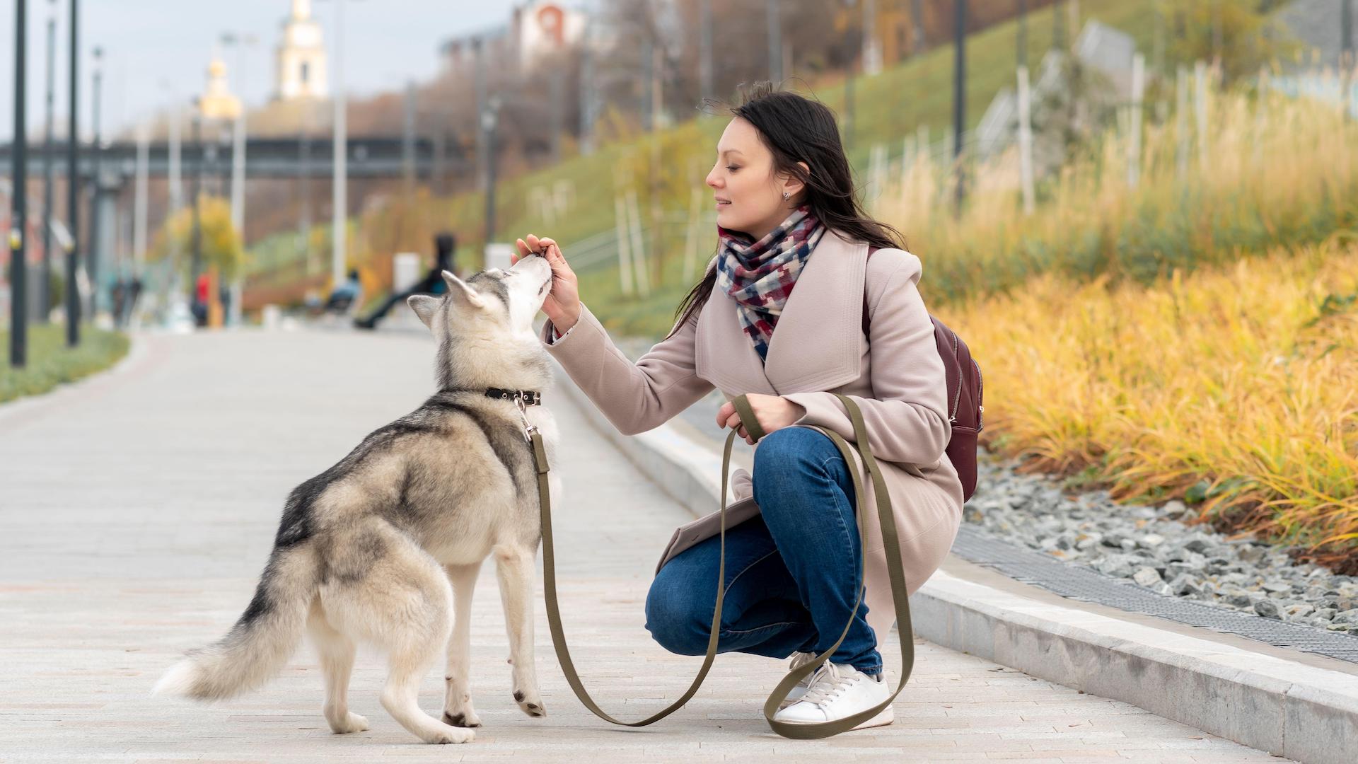 Lady giving husky dog a treat on urban walk