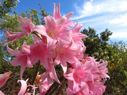 Pink Amaryllis Belladonna Flowers