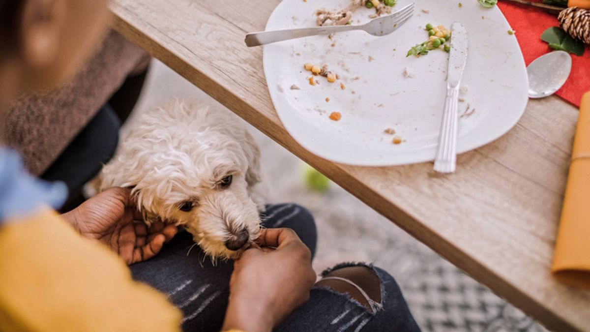 christmas dinner for dogs