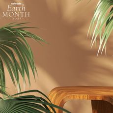 A palm tree on a brown background