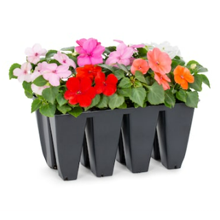 Lowe's Multicolor Impatiens in 8-Pack Tray