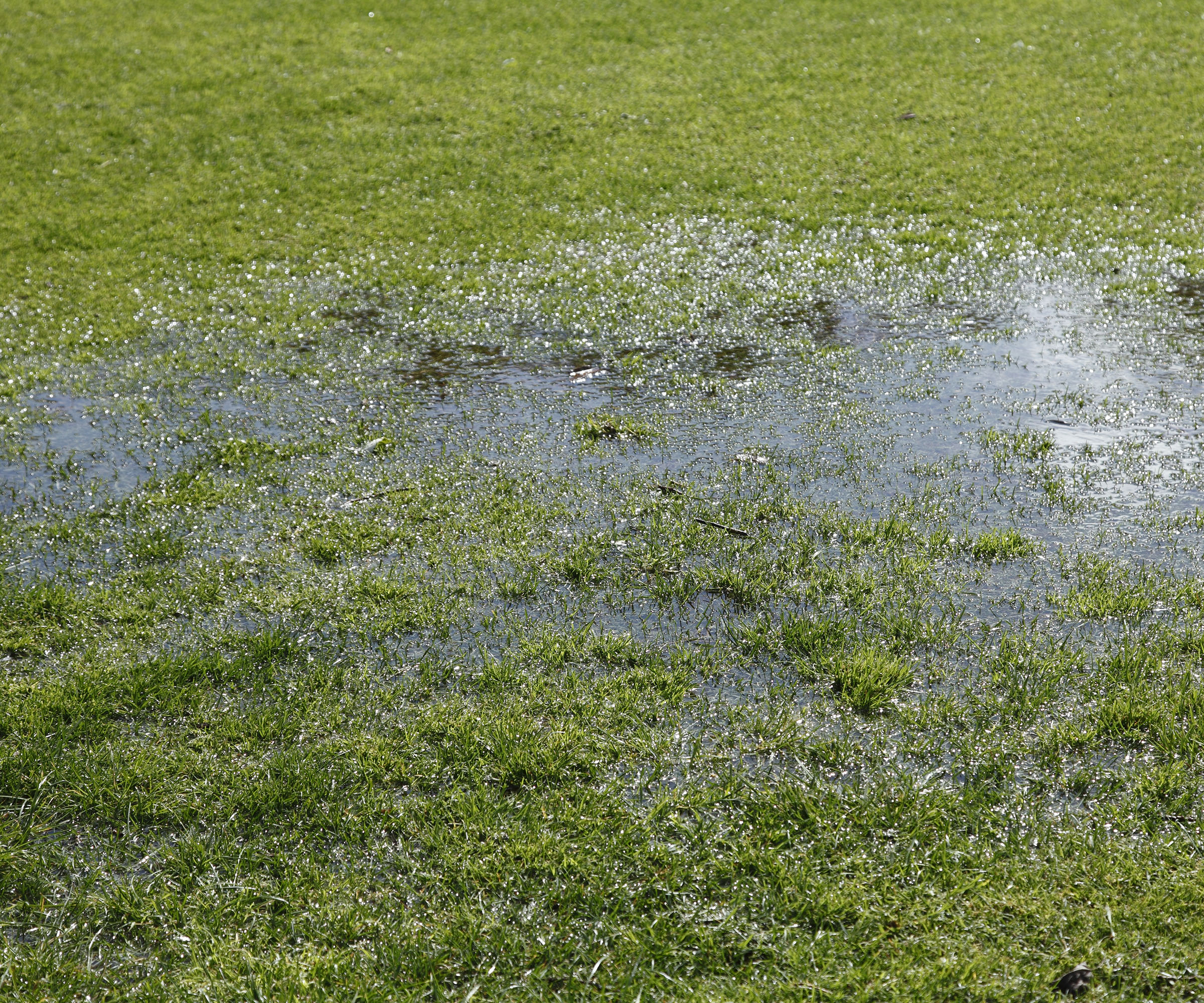 A closeup of a waterlogged lawn