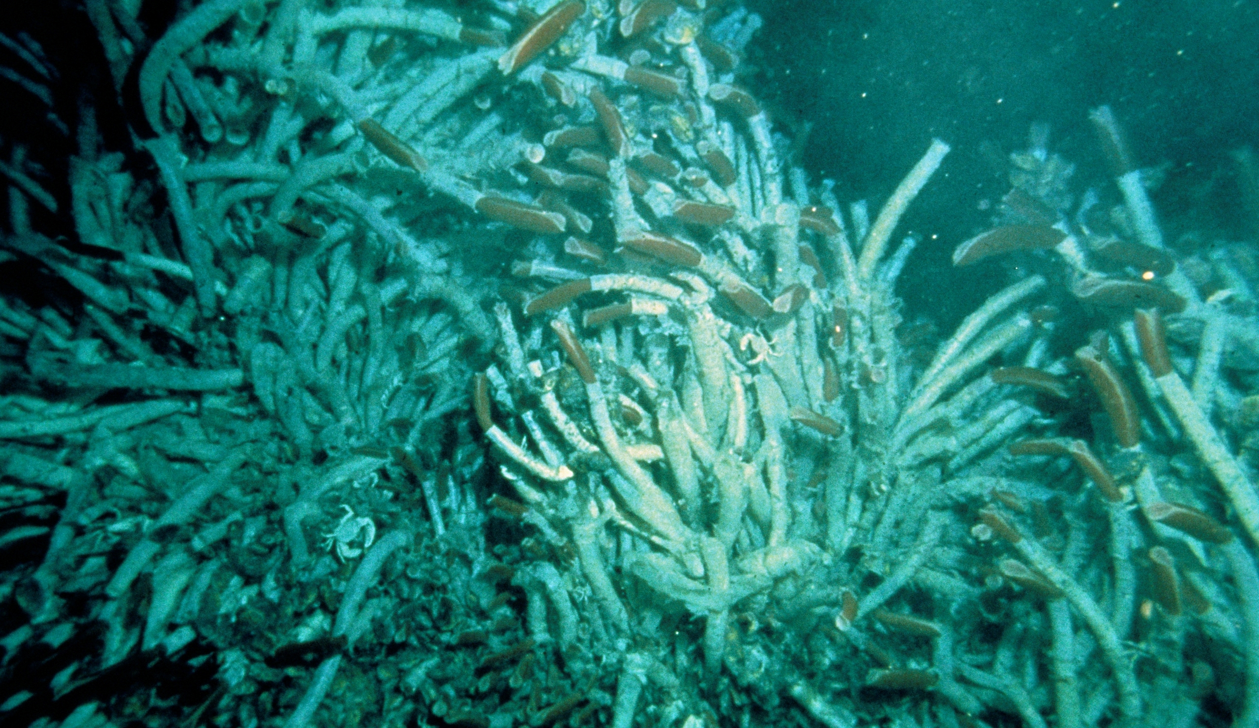 An underwater photo of tubeworms by hydrothermal vents on the ocean floor.