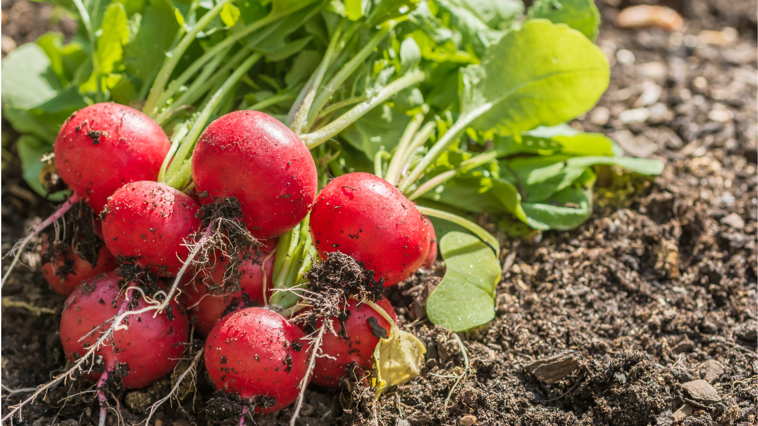 Red radishes in a pile, freshly harvested
