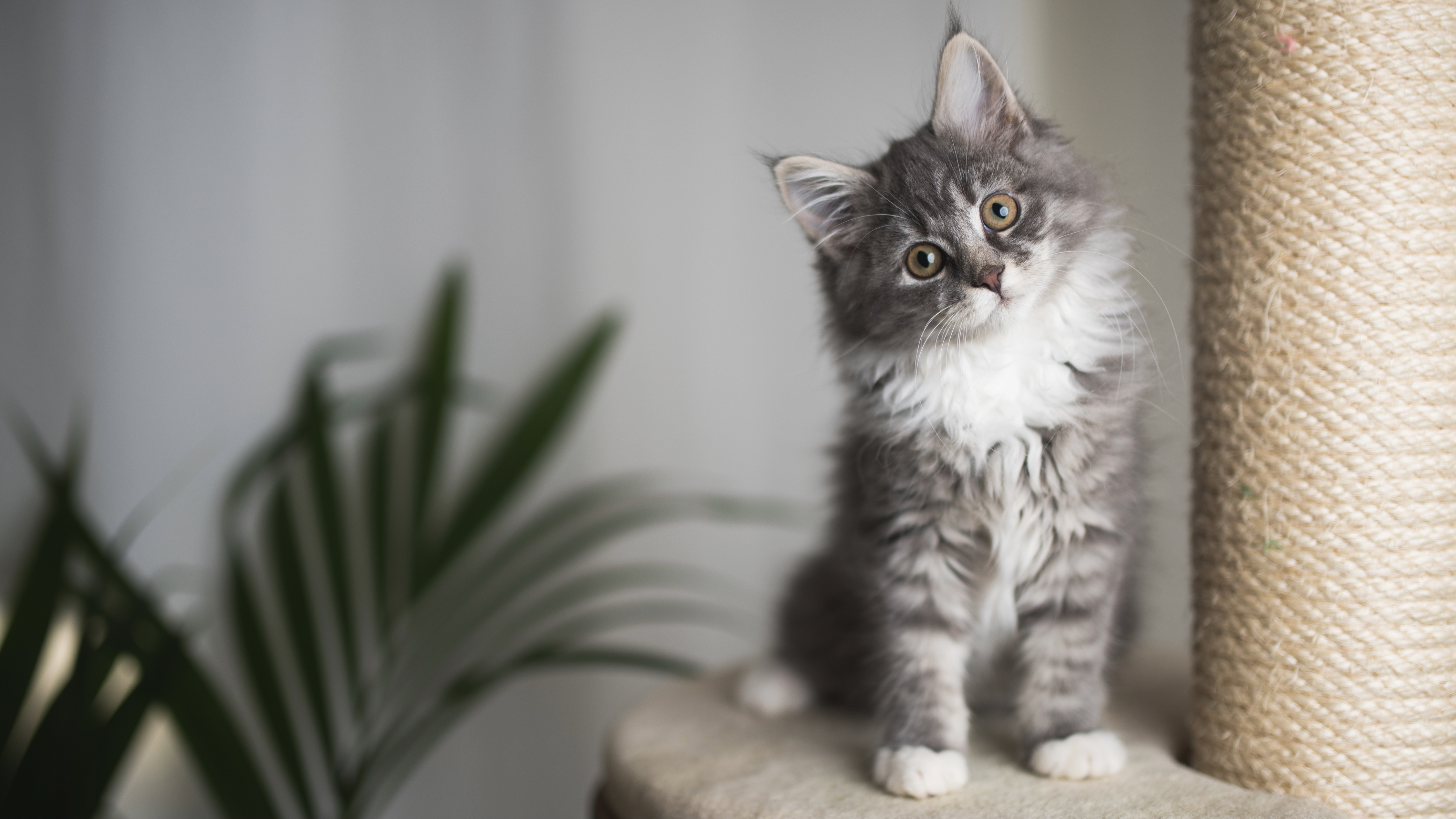 Maine coon kitten