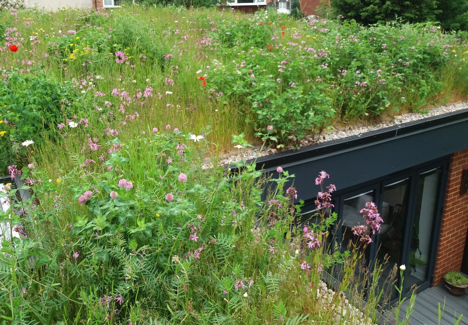Green roofs sedum and living roof ideas and their benefits Gardeningetc