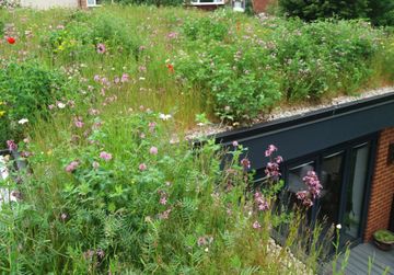 Green roofs: sedum and living roof ideas and their benefits | Gardeningetc