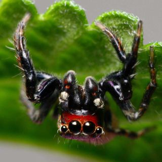 A jumping spider in East Africa, Evarcha culicivora.