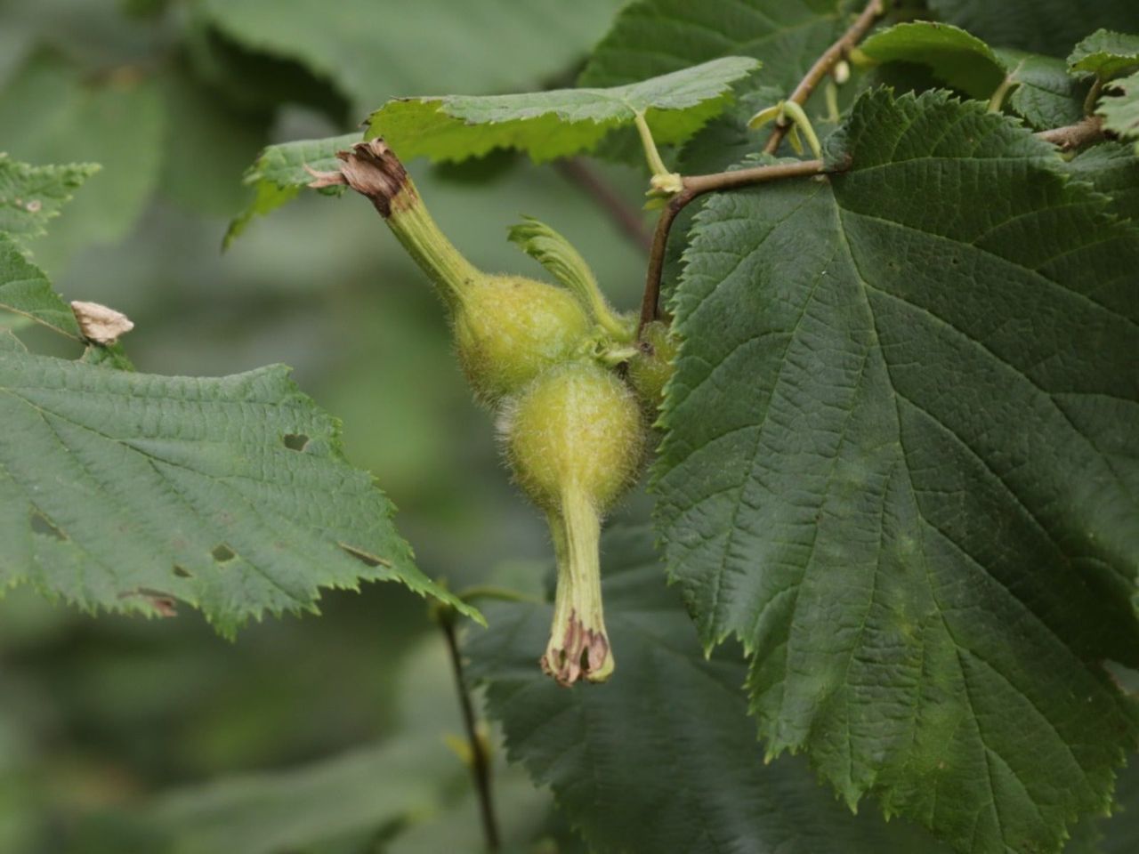 Two beaked hazelnuts growing on a tree