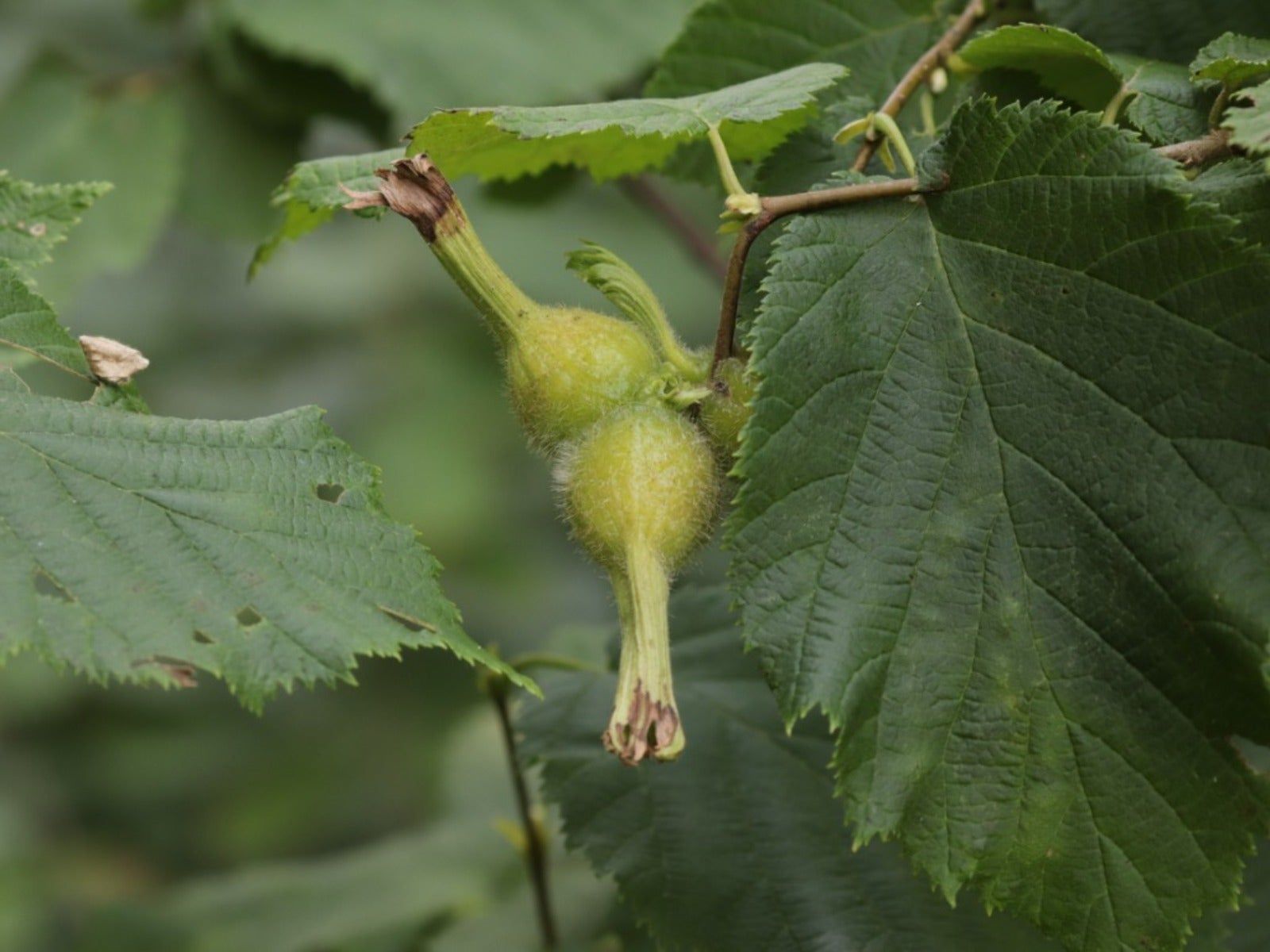 beaked-hazel-shrub-characteristics-and-growing-conditions-gardening