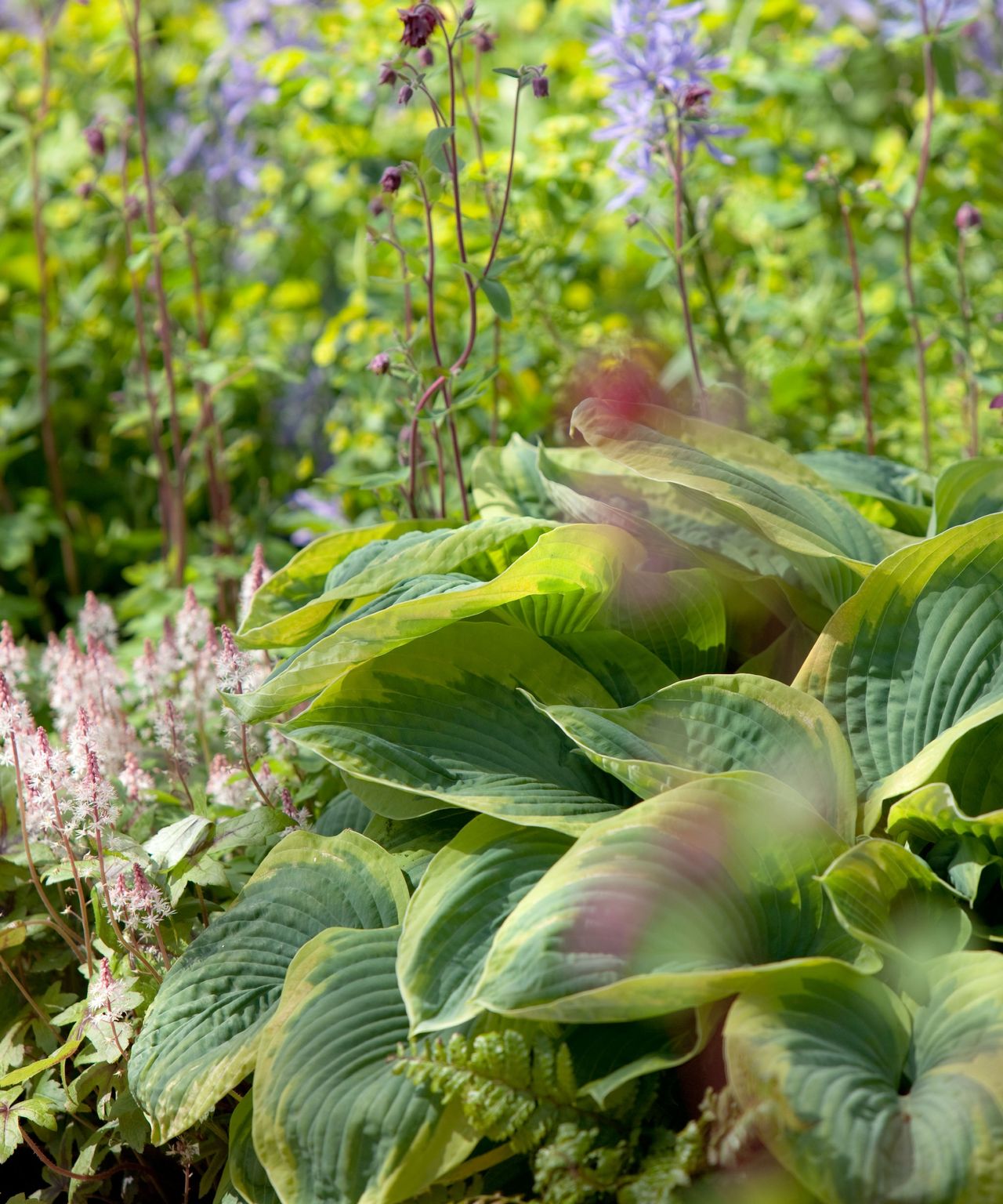 Should you cut back hostas in the fall? Experts advise