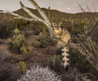 A ringtail on a branch in the Arizona Sonora Desert Museum