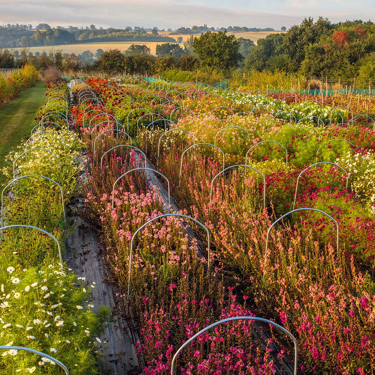 Flower and Farmer’s 2½-acre plot at Guilsborough in Northamptonshire.