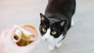 Black and white cat looking up at cat food in owner's hand