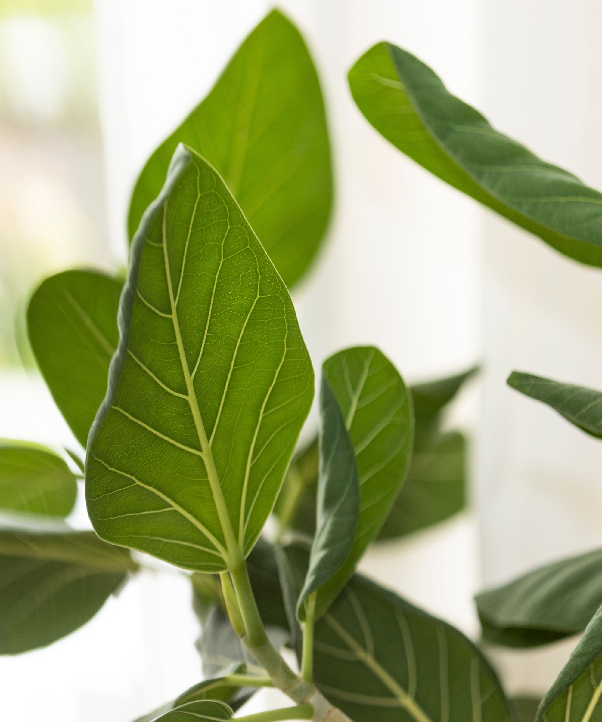 Closeup of ficus audrey leaves