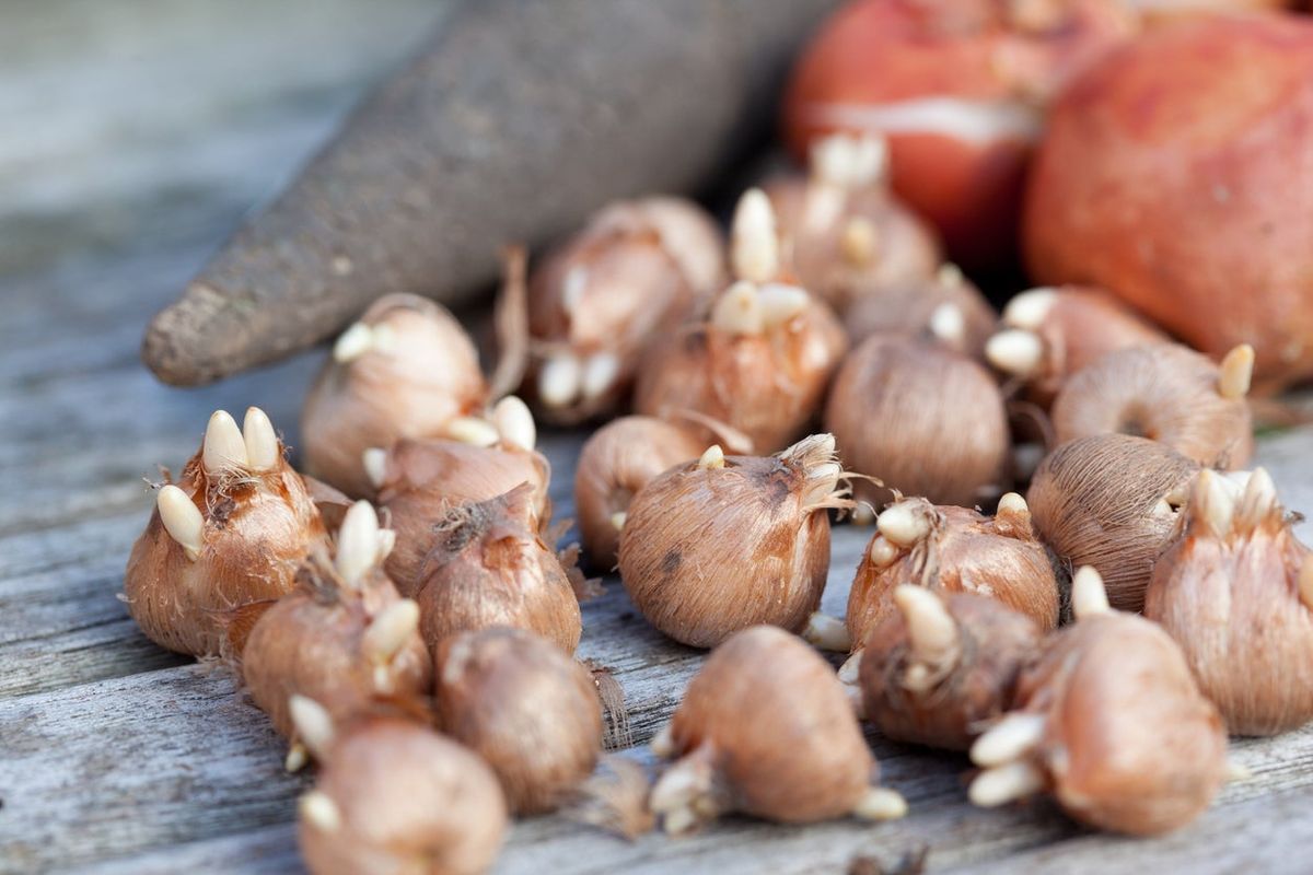 What Does A Healthy Bulb Look Like Checking Bulbs Before Planting