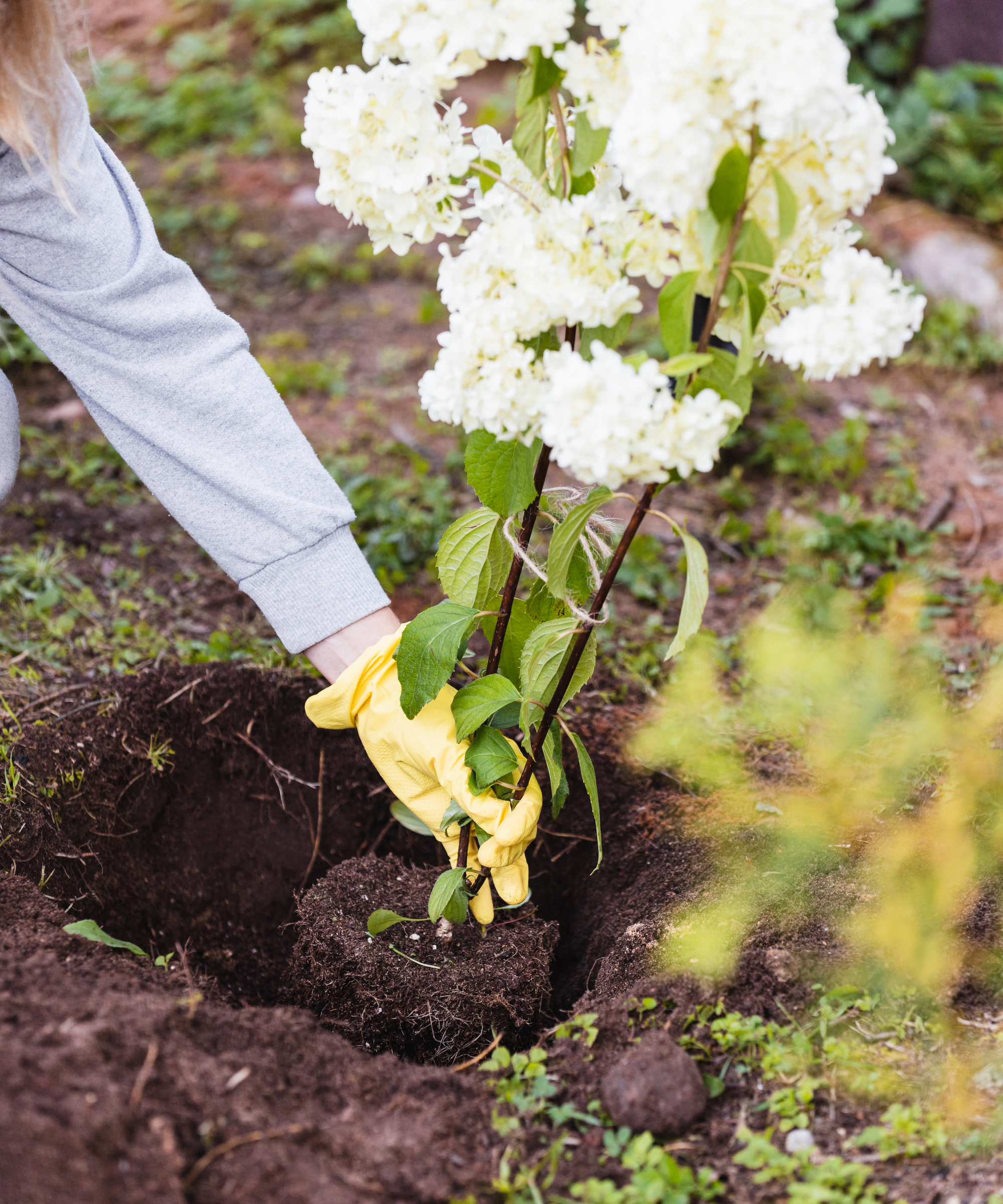 Woman planting hydrangea in hole