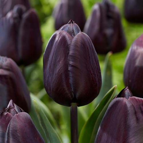 Garden State Bulb Hybrid Black Nightmare&amp;reg; Single Late Tulip Bulbs, 12/+ Cm (bag of 5)