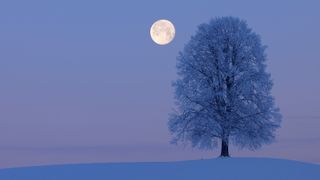 Solitude Lime Tree (Tilia spec.) on hill with full moon at dawn, snowy winter landscape. Canton Zug, Switzerland, Europe.