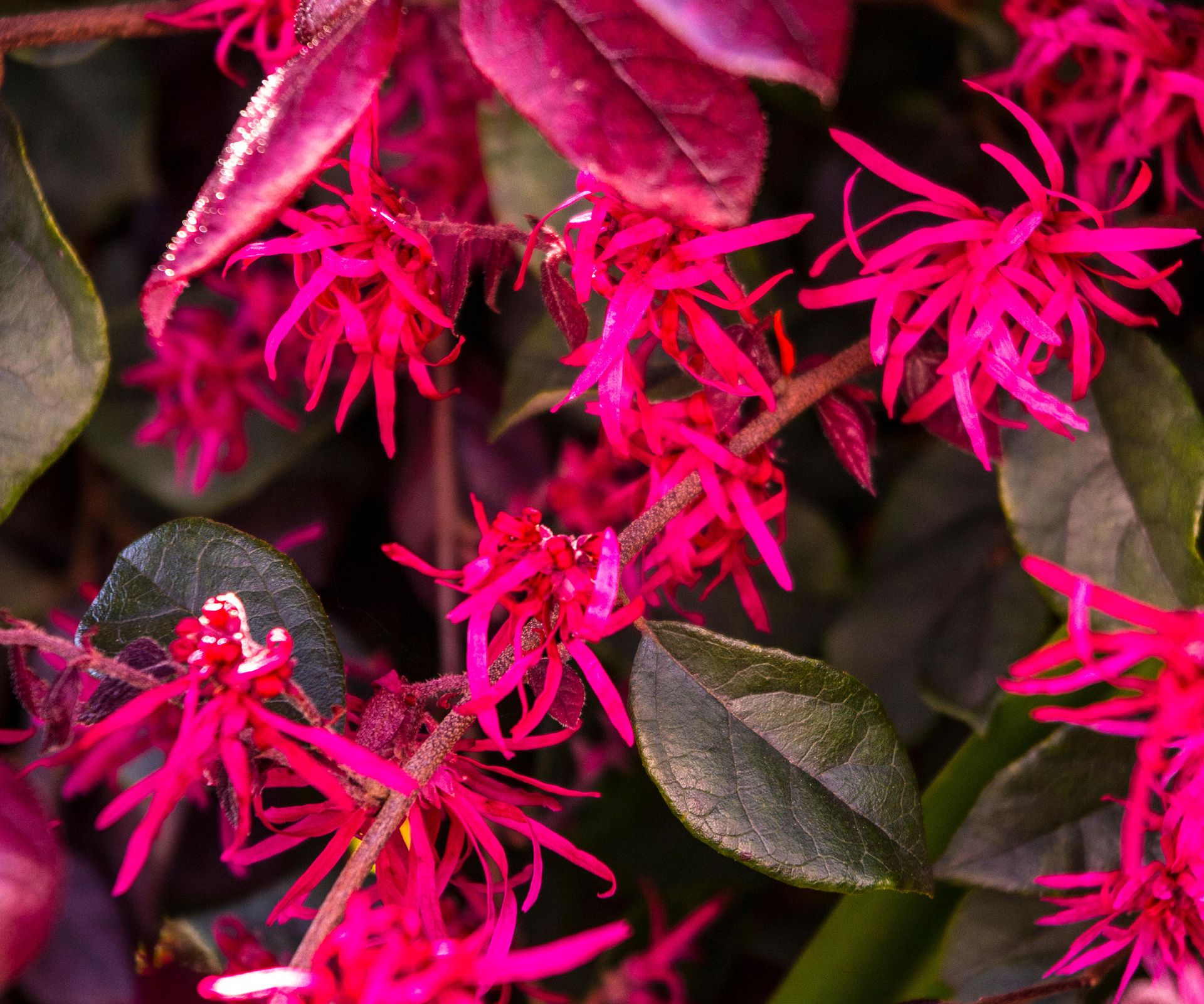 vibrant pink flowers on a Loropetalum chinense 'Jazz Hands'