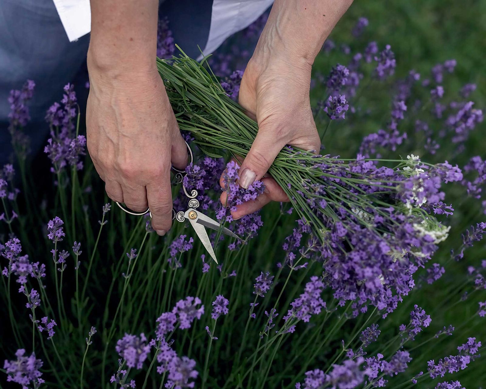 Pruning lavender in 3 simple steps Gardeningetc