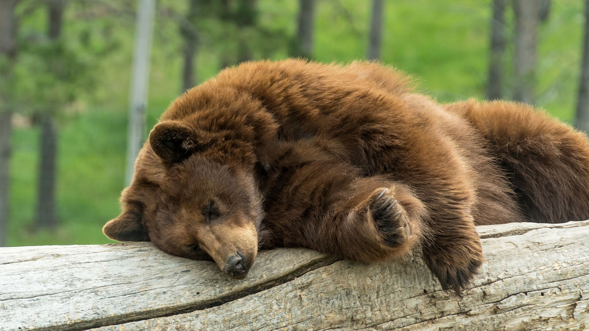 A brown bear taking a nap on a log in a forest