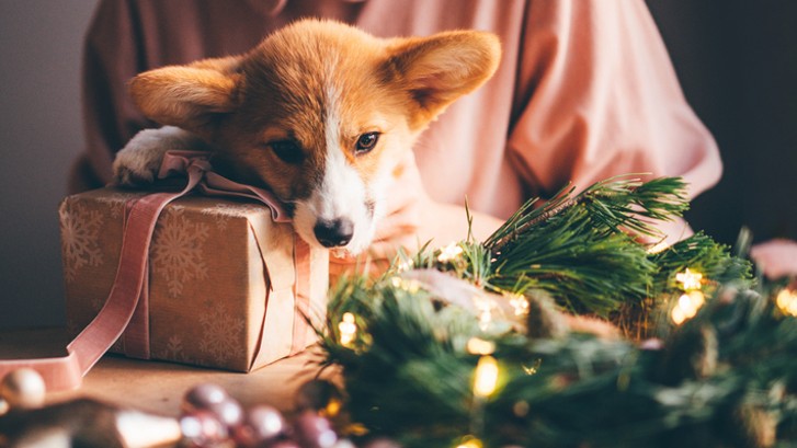 Top 10 holiday plants poisonous to pets | PetsRadar