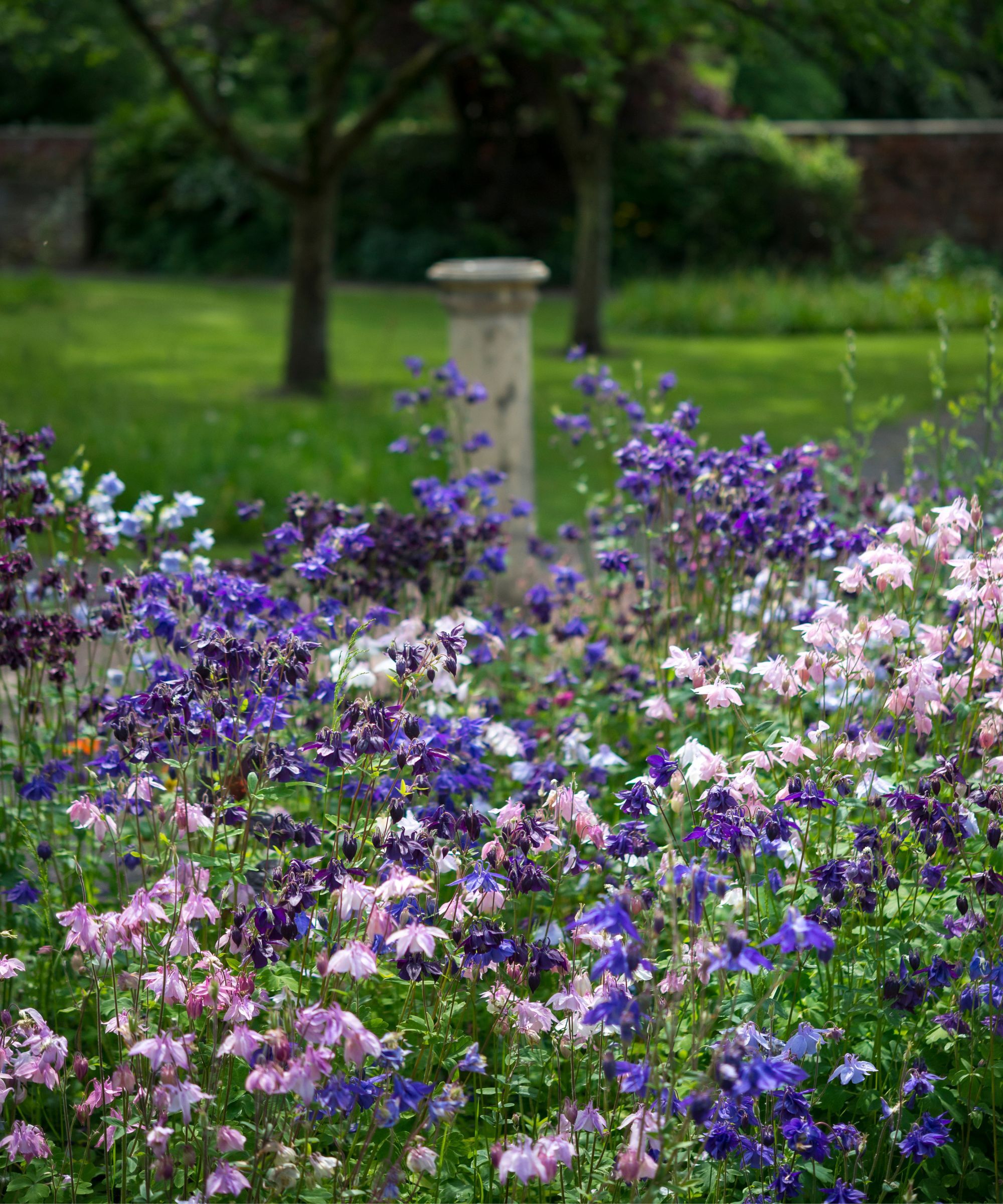 Aquilegia