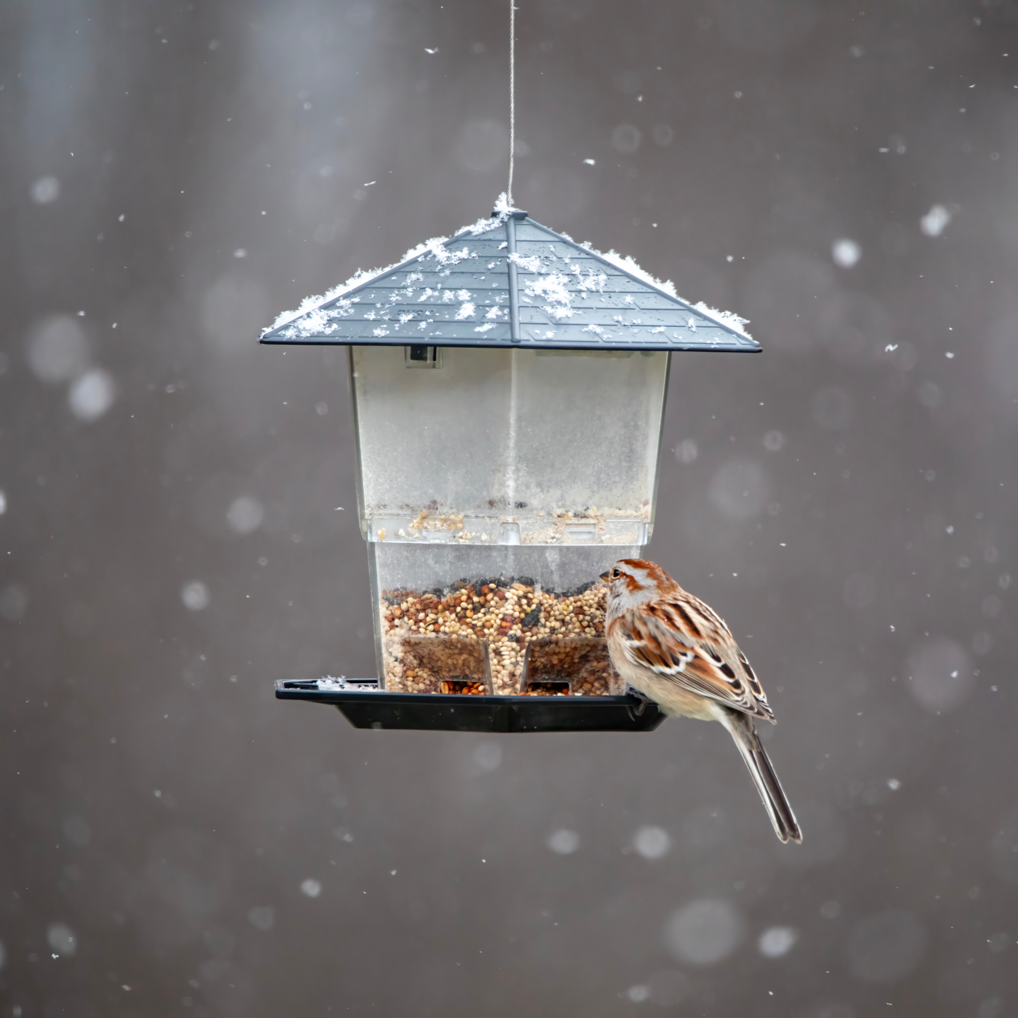 bird on a feeder in winter 